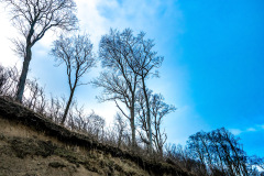 Gespensterwald