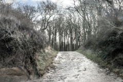 Gespensterwald