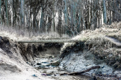 Gespensterwald