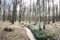 Gespensterwald
