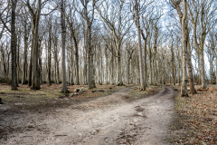 Gespensterwald