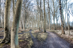 Gespensterwald