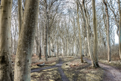 Gespensterwald