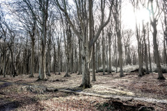 Gespensterwald