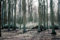 Gespensterwald