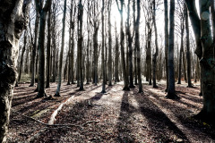 Gespensterwald