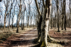 Gespensterwald