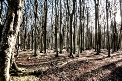 Gespensterwald