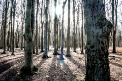 Gespensterwald