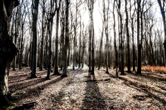 Gespensterwald