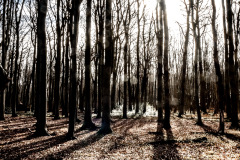 Gespensterwald