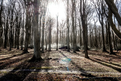 Gespensterwald