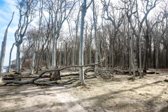 Gespensterwald