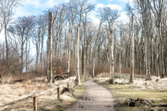 Gespensterwald