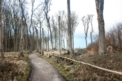 Gespensterwald