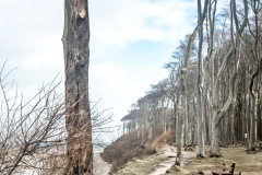 Gespensterwald