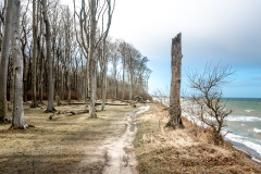 Gespensterwald