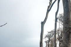 Gespensterwald