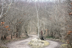 Gespensterwald