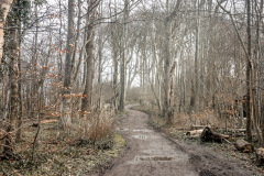 Gespensterwald
