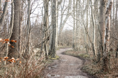 Gespensterwald