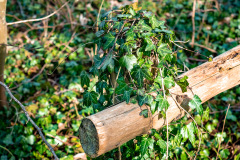 Gespensterwald