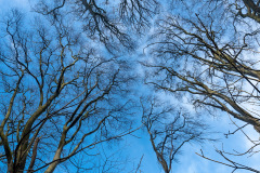 Gespensterwald