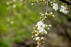 Gespensterwald