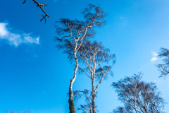 Gespensterwald