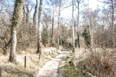 Gespensterwald