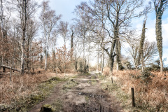 Gespensterwald