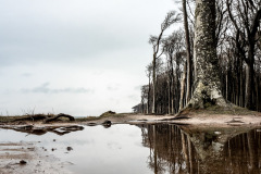 Gespensterwald