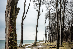 Gespensterwald