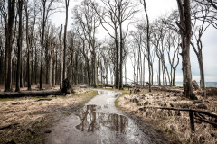 Gespensterwald