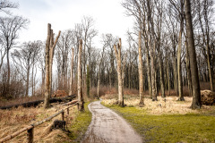 Gespensterwald