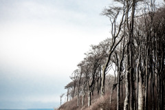 Gespensterwald
