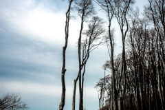 Gespensterwald