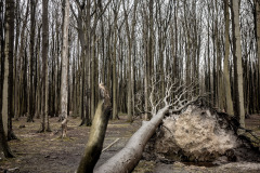 Gespensterwald