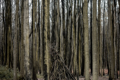 Gespensterwald