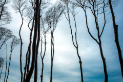 Gespensterwald