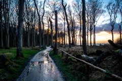 Gespensterwald