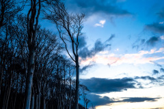 Gespensterwald