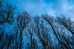 Gespensterwald