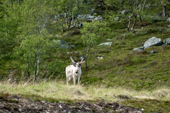 Norwegen Roadtrip 2018