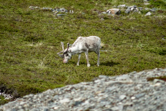 Norwegen Roadtrip 2018