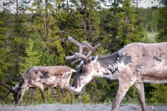Norwegen Roadtrip 2018