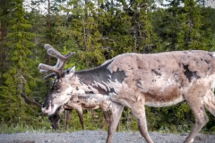 Norwegen Roadtrip 2018